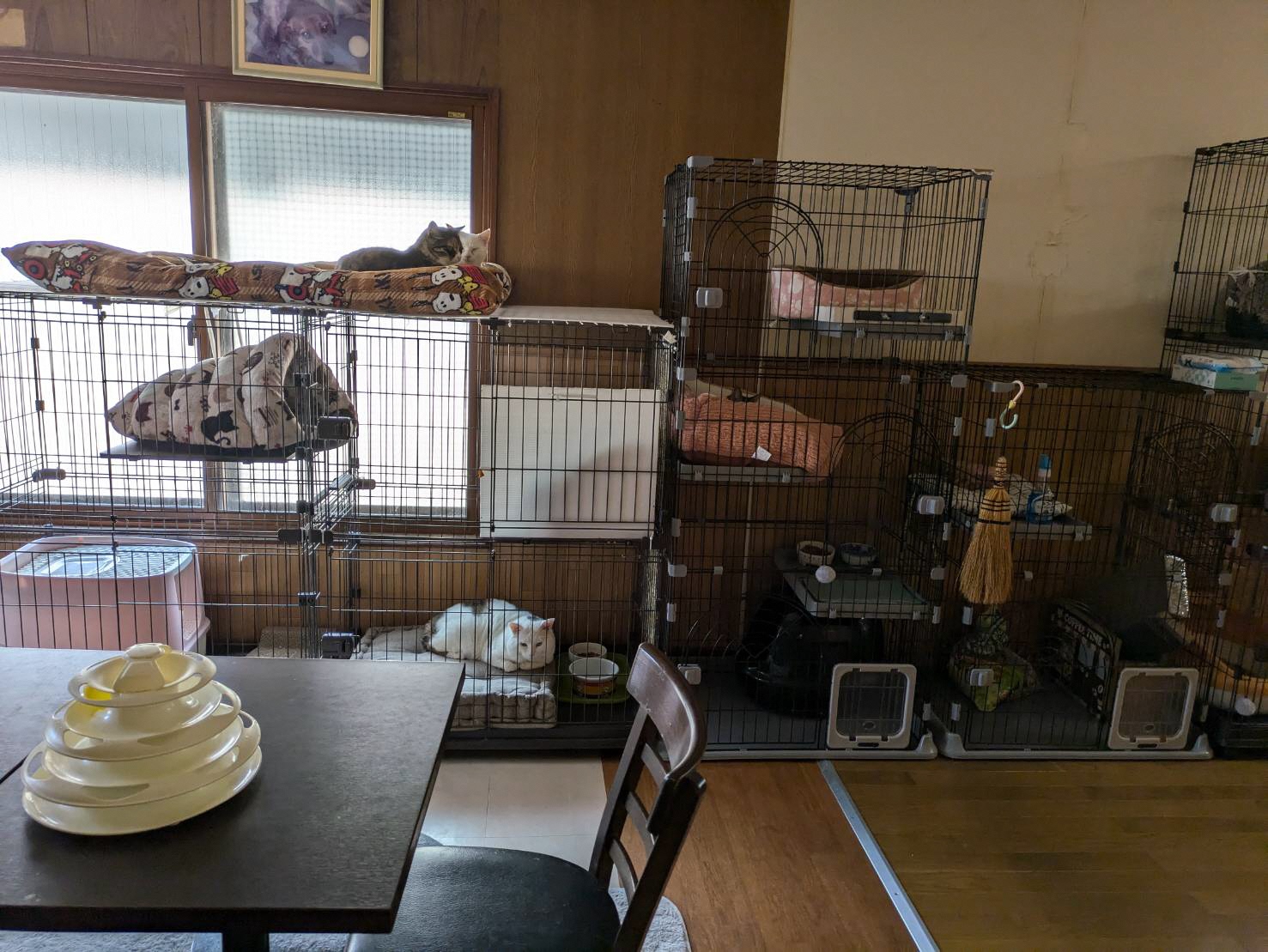 一匹でも多くの猫達へ、【ずっとのおうち】プロジェクト